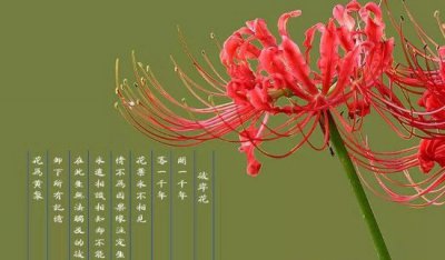 ​此岸花花语是什么道理，花启没有睹叶标记分手_被称地狱之花