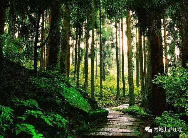 青城山与青城后山的区别（凭什么说青城山道行天下）(23)