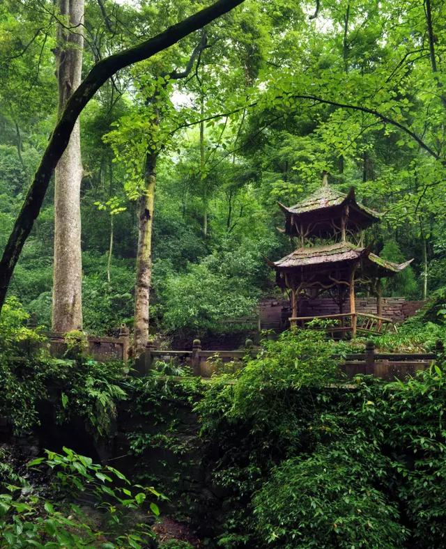 青城山与青城后山的区别（凭什么说青城山道行天下）(24)