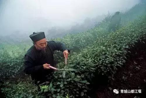 青城山与青城后山的区别（凭什么说青城山道行天下）(13)
