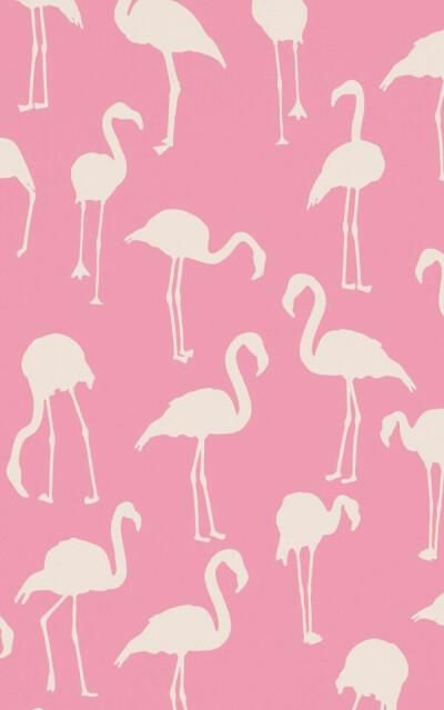 火烈鸟的嘴为什么是红色的