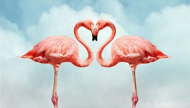 粉红色火烈鸟什么寓意,粉红色的鹤叫什么名字?图6