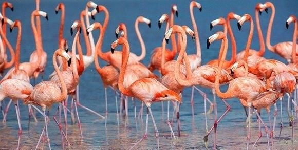 粉红色火烈鸟什么寓意,粉红色的鹤叫什么名字?图5
