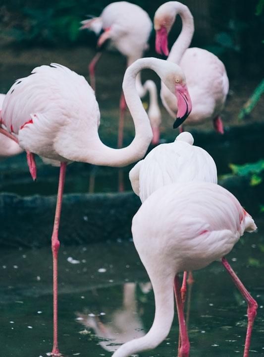 粉红色火烈鸟什么寓意,粉红色的鹤叫什么名字?图4