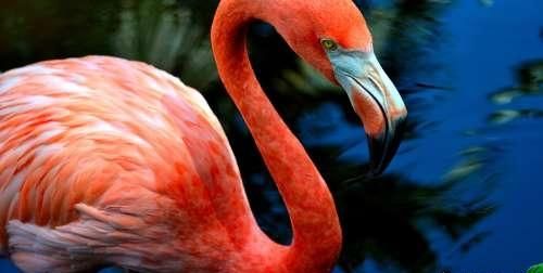 粉红色火烈鸟什么寓意,粉红色的鹤叫什么名字?图3