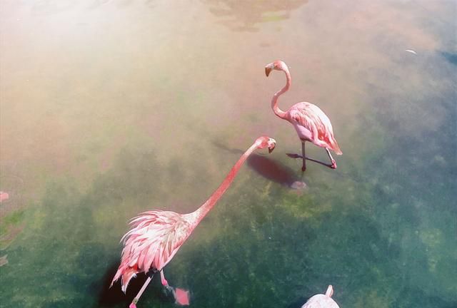 粉红色火烈鸟什么寓意,粉红色的鹤叫什么名字?图11