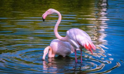 ​粉红色火烈鸟什么寓意，粉红色的鹤叫什么名字？