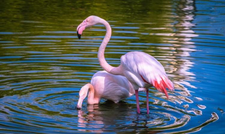 粉红色的鹤叫什么名字