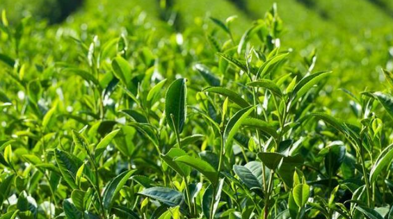 丝袜奶茶为什么叫丝袜奶茶呢,港式丝袜奶茶为什么叫丝袜奶茶图5