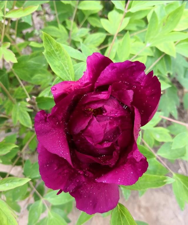 牡丹花几点开花,黄金牡丹几月份开花?图5