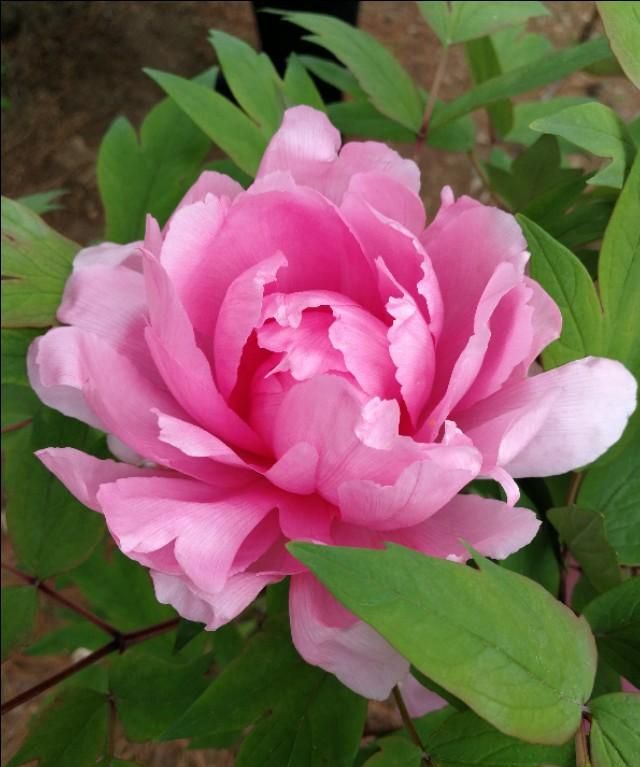 牡丹花几点开花,黄金牡丹几月份开花?图8