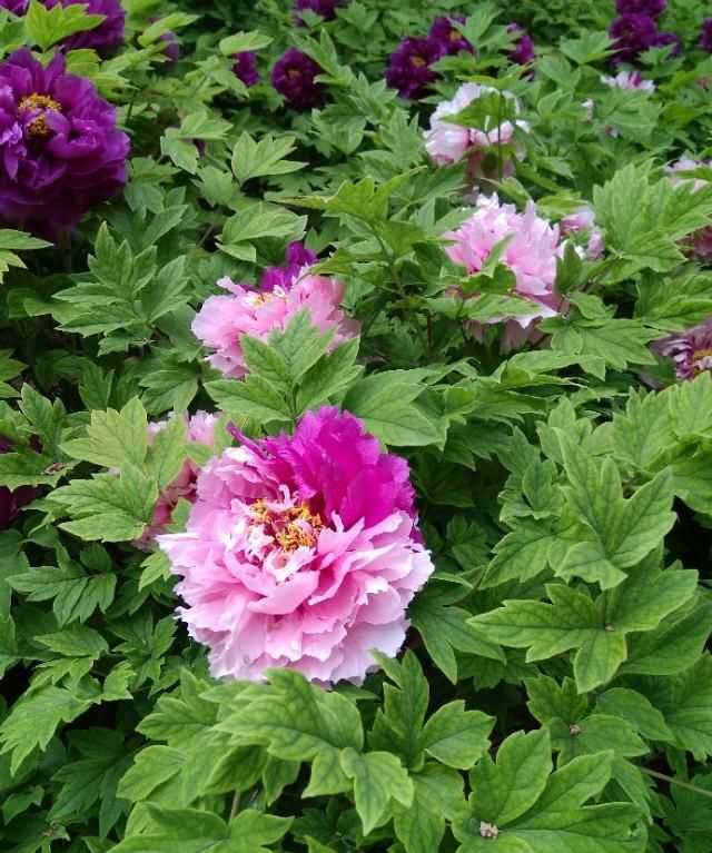 牡丹花几点开花,黄金牡丹几月份开花?图14