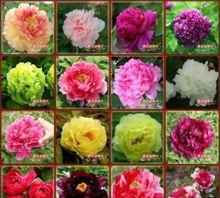 牡丹花一年只开一次么分别哪个时间段,开多长时间