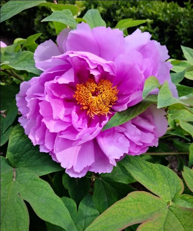 牡丹花几点开花,黄金牡丹几月份开花?图3