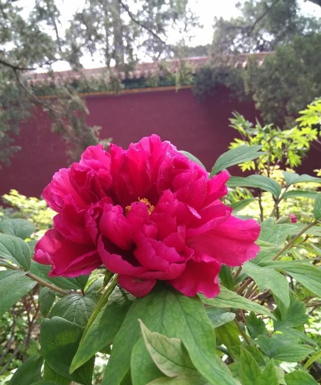 牡丹花几点开花,黄金牡丹几月份开花?图13