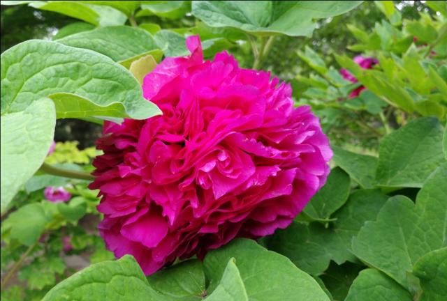 牡丹花几点开花,黄金牡丹几月份开花?图10