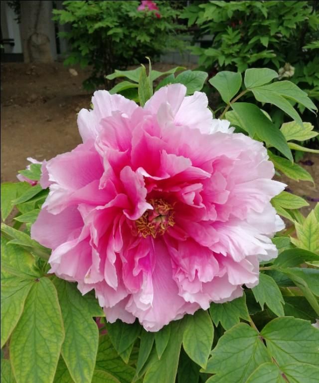 牡丹花几点开花,黄金牡丹几月份开花?图12