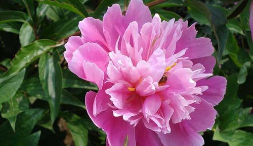 黄金牡丹几月份开花