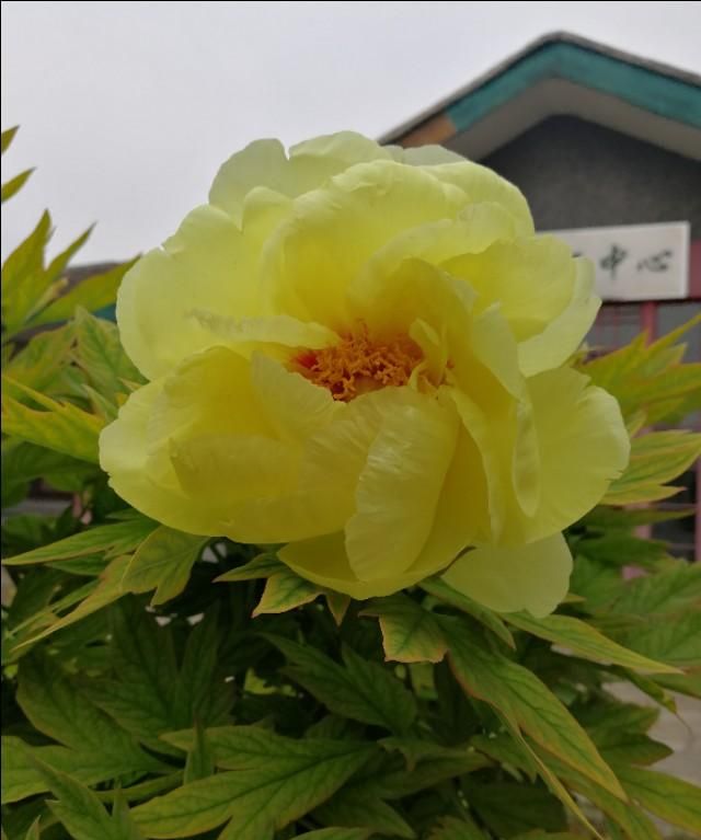 牡丹花几点开花,黄金牡丹几月份开花?图11