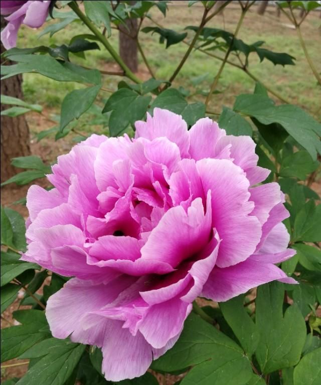 牡丹花几点开花,黄金牡丹几月份开花?图9