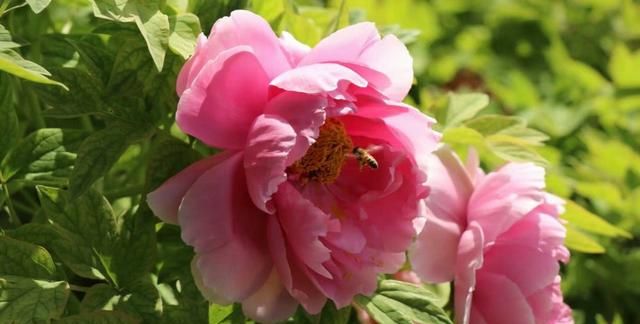 牡丹花几点开花,黄金牡丹几月份开花?图6