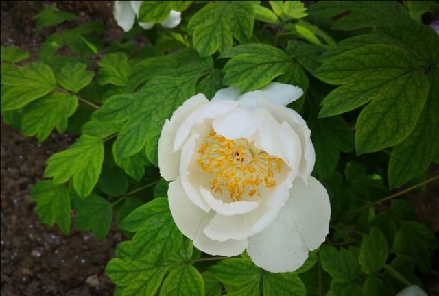 牡丹花几点开花,黄金牡丹几月份开花?图4