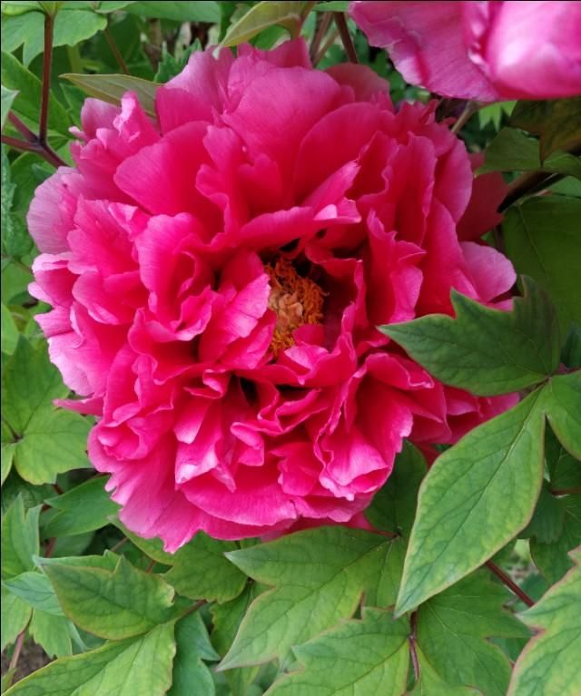 牡丹花几点开花,黄金牡丹几月份开花?图7