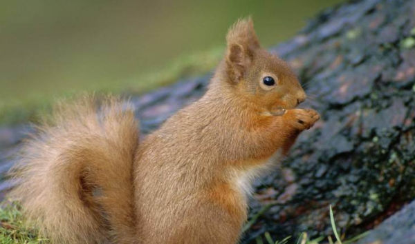 什么动物会夏眠,哪些动物夏眠图3