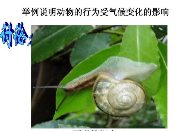 会夏眠的海洋动物是什么世界上什么猴子最小