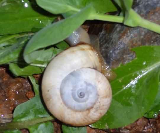 什么动物喜欢夏眠