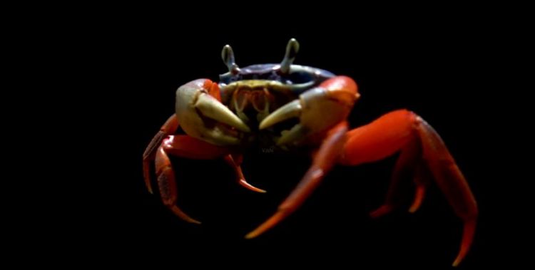 螃蟹在冰箱里放了会,拿出来发现螃蟹的爪子变黑了,有点发青,还能吃吗