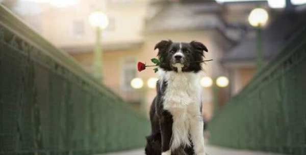 单身狗的由来,为什么是单身狗不是其他动物图4