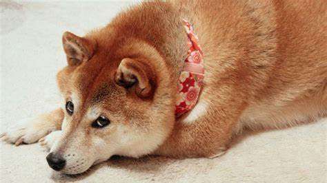 单身狗的由来,为什么是单身狗不是其他动物图3