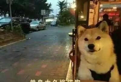 单身狗这个词是怎么来的