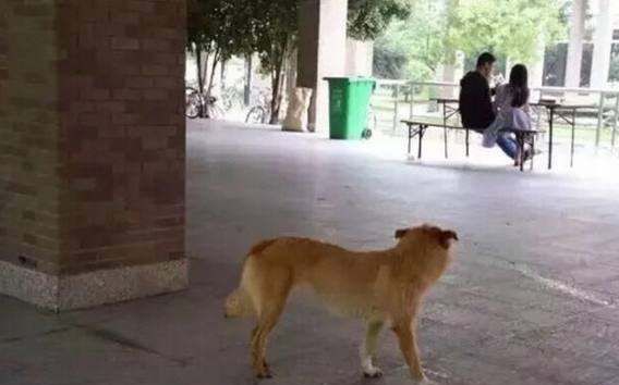 单身狗的由来,为什么是单身狗不是其他动物图1