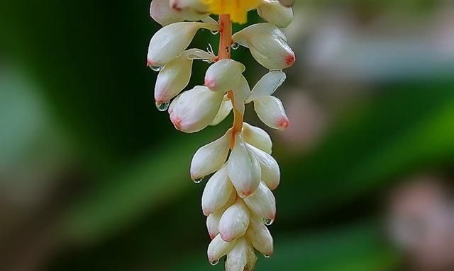 豆蔻年华是指多少岁啊古稀,不惑,而立,耳