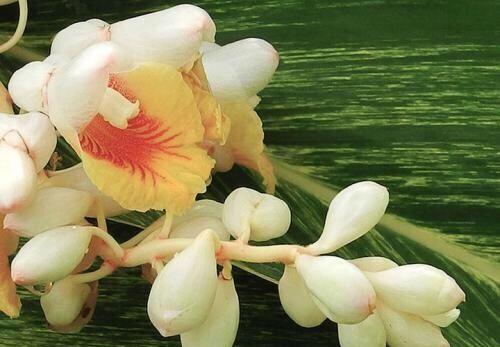 豆蔻年华是多少岁,襁褓、孩提、豆蔻年华、不惑之年、知天命、古稀是多少岁?图3