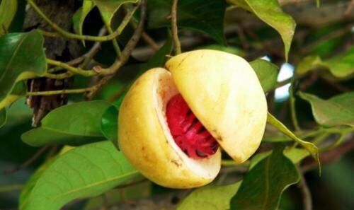 豆蔻年华是多少岁,襁褓、孩提、豆蔻年华、不惑之年、知天命、古稀是多少岁?图4