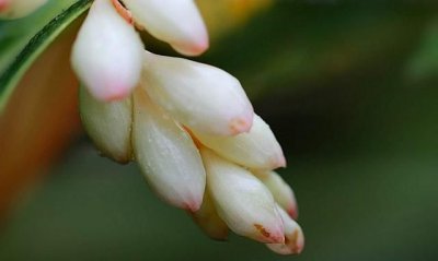 ​豆蔻年华是多少岁，襁褓、孩提、豆蔻年华、不惑之年、知天命、古稀是多少岁？