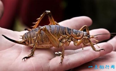 ​世界上最恐怖的十种虫子：维塔虫、埃及伊蚊、交吻虫、枪弹蚁