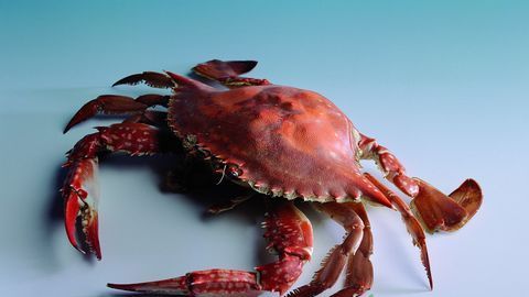 红烧梭子蟹隔夜能吃吗