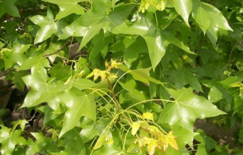 什么食物里含萃枫苷,萃枫苷存在于什么食物中图2