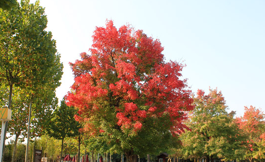 什么食物里含萃枫苷,萃枫苷存在于什么食物中图4