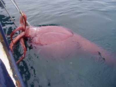 ​海怪未解之谜：挪威海怪Kraken
