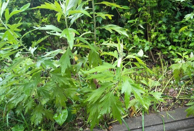 今年端午节怎么放假,每逢佳节倍思亲,今年端午节大家都是怎么过的呢?图5