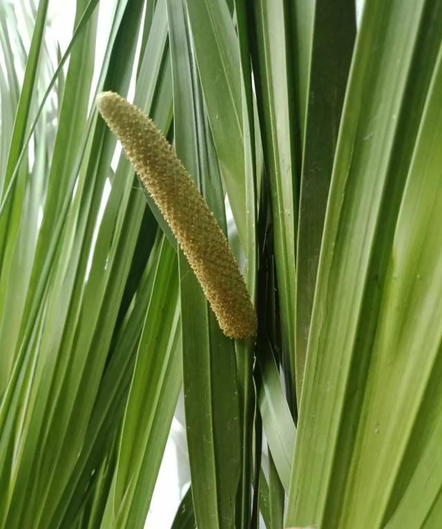 今年端午节怎么放假,每逢佳节倍思亲,今年端午节大家都是怎么过的呢?图6