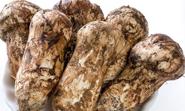 冷冻松茸炒后发苦怎么回事