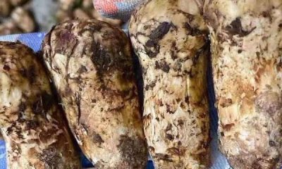 ​松茸有点发酸可以吃吗，松茸放冰箱里没多久就会变的特别酸。有什么可以做菜时