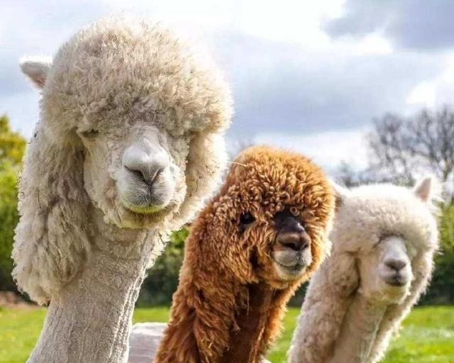 羊驼吐口水,羊驼吐口水拟声词?图7