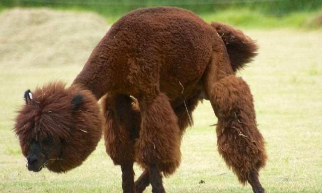 羊驼吐口水,羊驼吐口水拟声词?图8